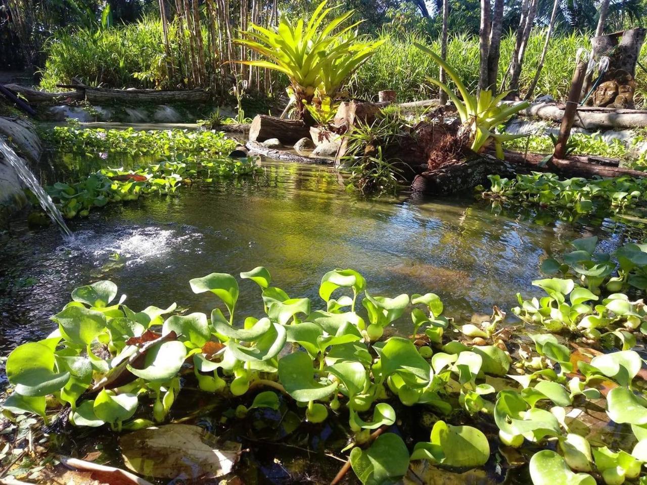 Casa Manglar Villa Puerto Jiménez Extérieur photo